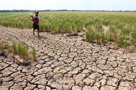 kinantot ng magsasaka|P15,000 'El Niño subsidy' hiling ng mga magsasaka dahil sa .